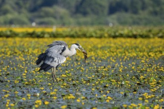 Grey heron (Ardea cinerea) amidst flowering sea pots (Nymphoides peltata) Hungary