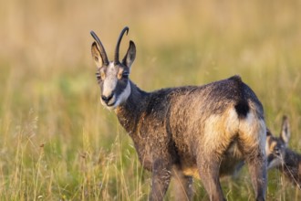Chamois (Rupicapra rupicapra) on a meadow in the Vosges Mountains, wildlife, France