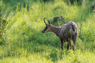 An adult chamois (Rupicapra rupicapra) stands in the tall grass of a green meadow on a sunny day..