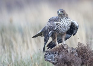 Bonelli's eagle (Aquila fasciata), calling, Castilla-La Mancha, Spain