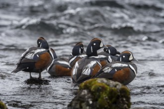 Harlequin Duck (Histrionicus histrionicus) male, Iceland