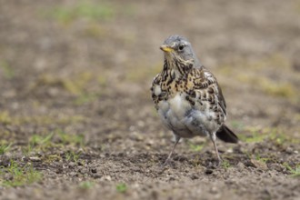 Entschlossen... Wacholderdrossel *Turdus pilaris*