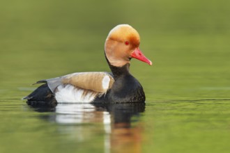 Red-crested Pochard (Netta rufina) male, Brandenburg, Germany