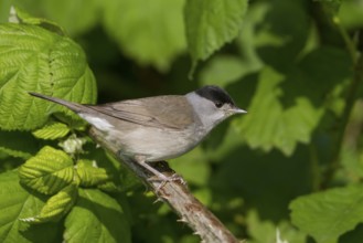 Blackcap - Mönchsgrasmücke - Sylvia atricapilla ssp. atricapilla, Germany, adult male