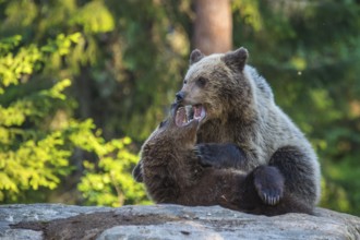 Eurasian Brown Bear (Ursus arctos) two fighting in forest, Finland