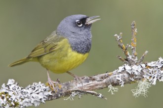 MacGillivray's Warbler (Geothlypis tolmiei), British Columbia, Canada