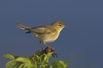 Willow Warbler (Phylloscopus trochilus), Rhineland-Palatinate, Germany