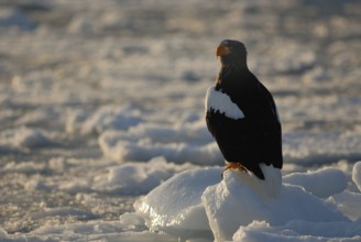 Steller's Sea Eagle (Haliaeetus pelagicus), Hokkaido, Japan