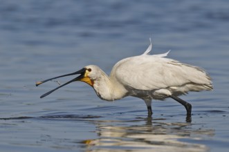 Löffler (Platalea leucorodia) White Spoonbill