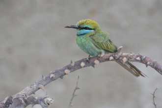 Green Bee-eater (Merops orientalis cyanophrys) perched on a branch, Shinas, Oman