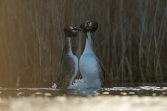 Great Crested Grebe (Podiceps cristatus) pair displaying, North Rhine-Westphalia, Germany
