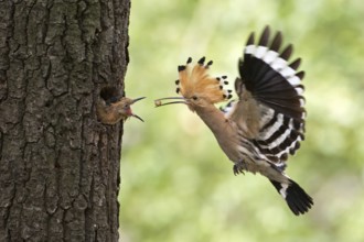 Eurasian Hoopoe (Upupa epops) feeding juvenile in breeding cavity, Saxony, Germany