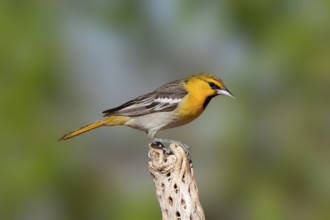 Bullock's Oriole Icterus bullockii Amado, Santa Cruz County, Arizona, United States 16 April First