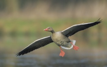 Graugans, lat. Anser anser, setzt zur Landung auf einem Gewässer an
