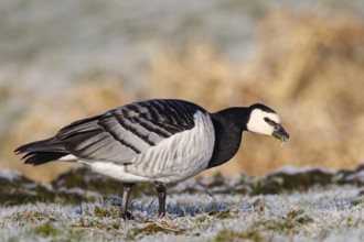 Barnacle Goose (Branta leucopsis), Netherlands