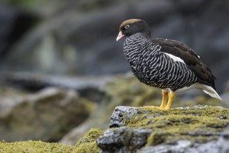 Kelp Goose (Chloephaga hybrida) perched on a rock in the Falkland Islands