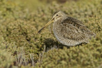 Magellanic Snipe (Gallinago magellanica magellanica) on the ground in the Falkland Islands