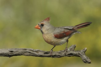 Northern Cardinal (Cardinalis cardinalis), Texas, USA