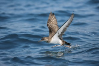 Black-vented Shearwater Puffinus opisthomelas San Diego, California, United States 14 September
