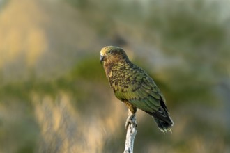 Kea (Nestor notabilis), Te Wahipounamu, South Island, New Zealand