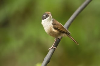 Pipipi (Mohoua novaeseelandiae), Rakiura National Park, New Zealand