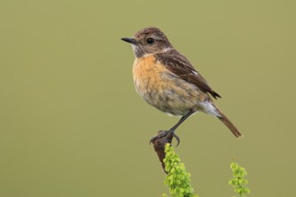 European Stonechat (Saxicola rubicola) female, Lake Neusiedl, Austria