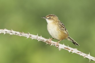 Zitting Cisticola (Cisticola juncidis), Mallorca, Spain