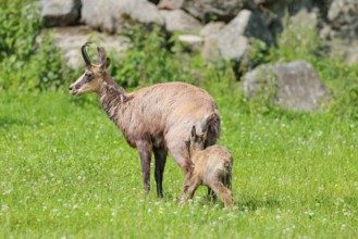 An adult female chamois (Rupicapra rupicapra) suckles her young on a sunny day in a green meadow..
