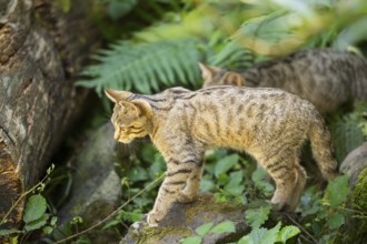 European wildcat (Felis silvestris silvestris) on an old tree trunk, Hesse, Germany