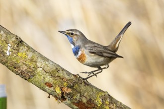 Bluethroat (Luscinia svecica cyanecula) ml Germany