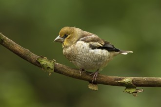 Hawfinch (Coccothraustes coccothraustes) juvenile, Utrecht, Netherlands