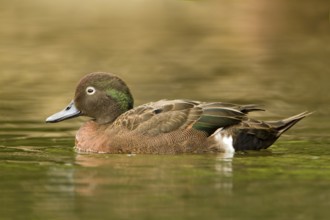 Brown Teal (Anas chlorotis) male, North Island, New Zealand
