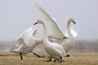 Whooper Swan (Cygnus cygnus) mating, Lower Saxony, Germany