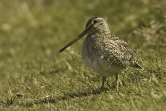 South American Snipe (Gallinago paraguaiae magellanica), Falkland Islands