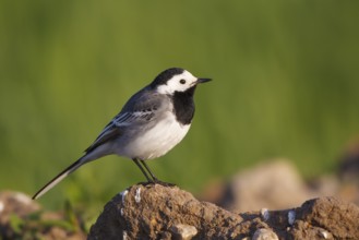 White Wagtail (Motacilla alba), North Rhine-Westphalia, Germany