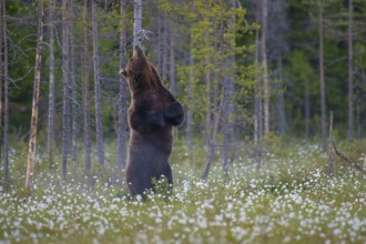 Eurasian Brown Bear (Ursus arctos) standing at tree trunk and rubbing its back, Finland
