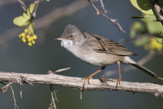 Common Whitethroat - Dorngrasmücke - Sylvia communis ssp. rubicola, Kyrgyzstan, adult male
