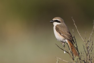 Turkestan Shrike - Turkestanwürger - Lanius phoenicuroides, Kazakhstan, adult male