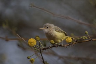 Yellow-breasted Apalis (Apalis flavida) perched on a twig, Senegal