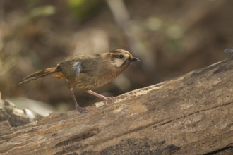 White-browed Laughingthrush (Garrulax sannio), Doi Lang, Thailand