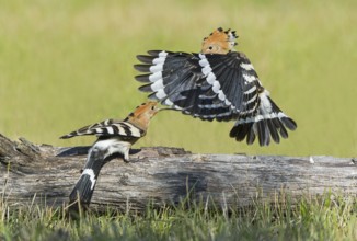 Eurasian Hoopoe (Upupa epops) chaising away, Aosta Valley, Italy