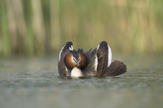 Great Crested Grebe (Podiceps cristatus) displaying, North Rhine-Westphalia, Germany