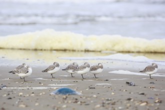 Sanderling (Calidris alba) group roosting at shoreline, Texel, Netherlands