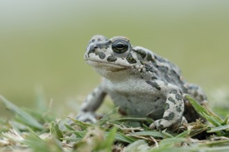 European Green Toad (Bufo viridis) sitting in gras, North Rhine-Westphalia, Germany