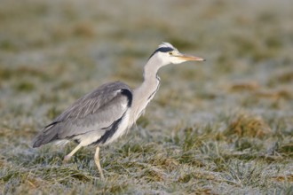 Grey Heron (Ardea cinerea) foraging, Netherlands