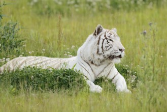 White Bengal tiger (Panthera tigris tigris) lying in a meadow, captive