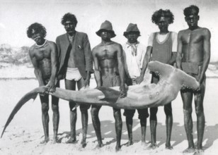 Six arborigines posing with a captured adult scalloped hammerhead shark, (Sphyrna lewini) 1930,