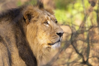 Asiatic lion (Panthera leo persica), male, portrait, captive, habitat in India