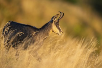 Chamois (Rupicapra rupicapra) on a meadow in the Vosges Mountains, wildlife, France