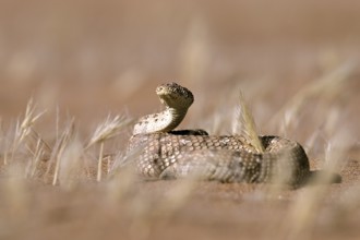 Pygmy puff adder (Bitis peringueyi), Namib Desert, Namibia